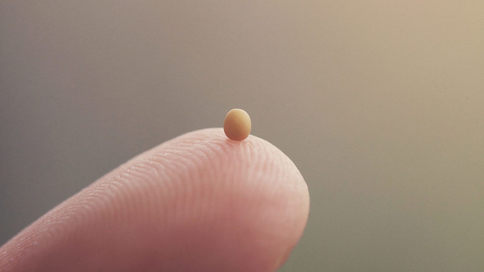 Mustard Seed